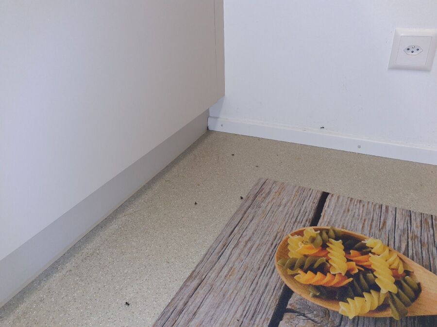 Kammerjäger-Oberdorf (BL)-Einsatzvorbereitung.jpeg