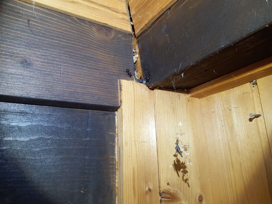 Kammerjäger-Au (SG)-Einsatzvorbereitung.jpeg