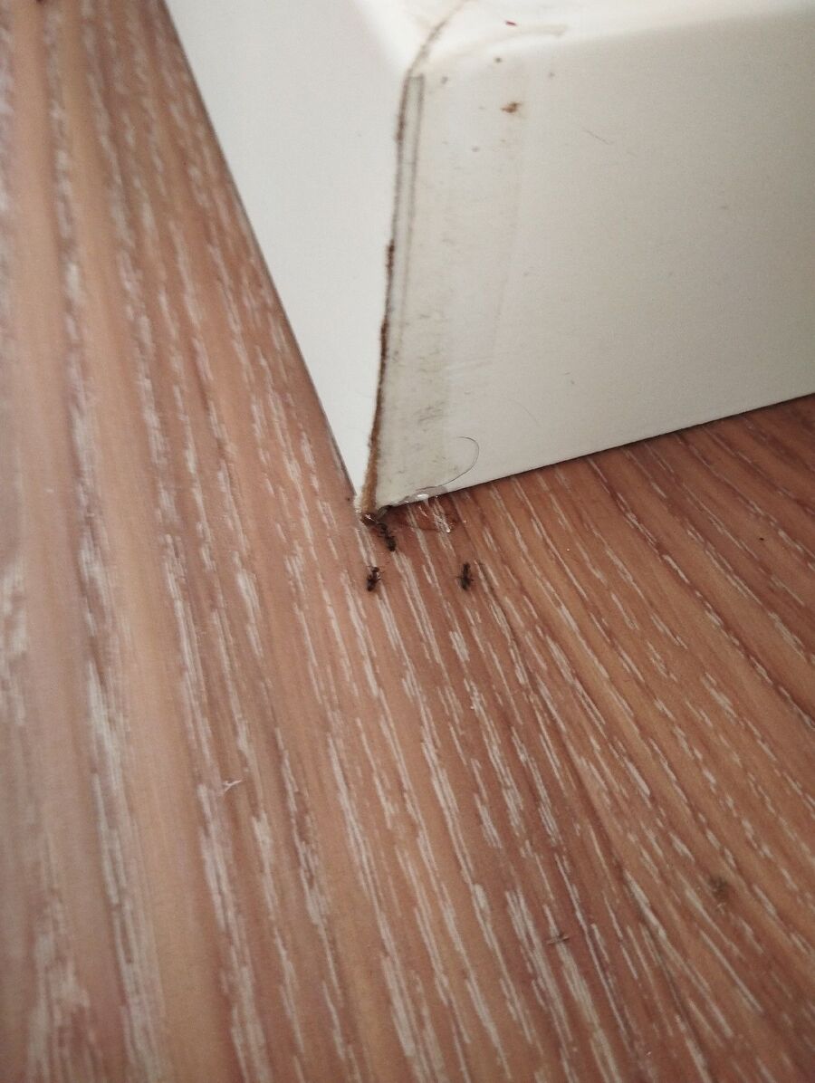 Kammerjäger-Berg (SG)-Einsatzvorbereitung.jpeg