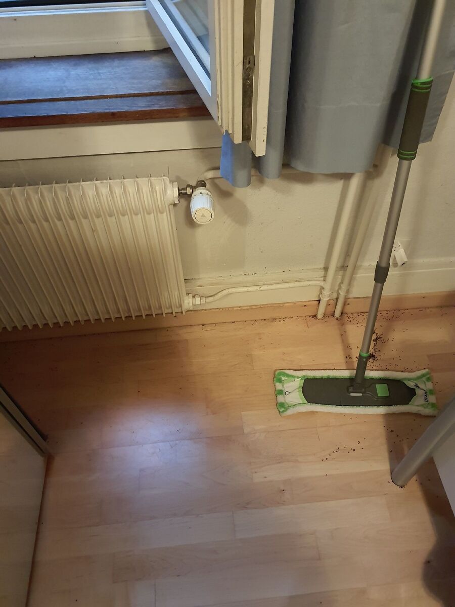 Kammerjäger-Oberriet (SG)-Einsatzvorbereitung.jpeg