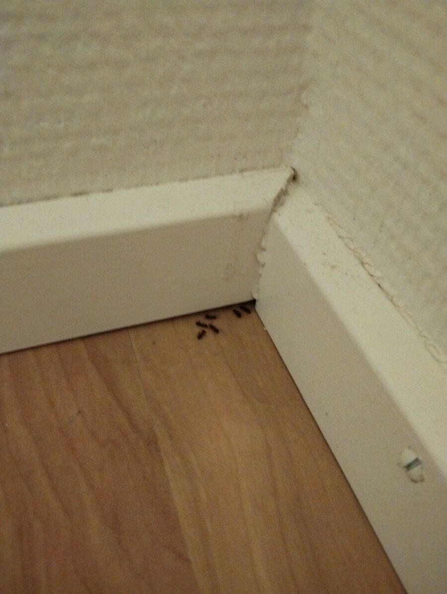 Kammerjäger-Rüthi (SG)-Einsatzvorbereitung.jpeg