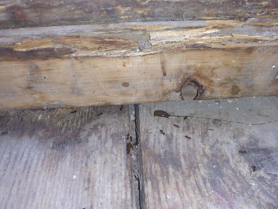 Kammerjäger-St. Margrethen-Einsatzvorbereitung.jpeg