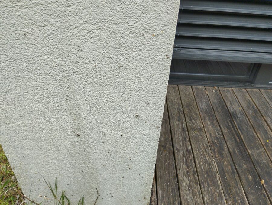 Kammerjäger-Bergün Filisur-Einsatzvorbereitung.jpeg