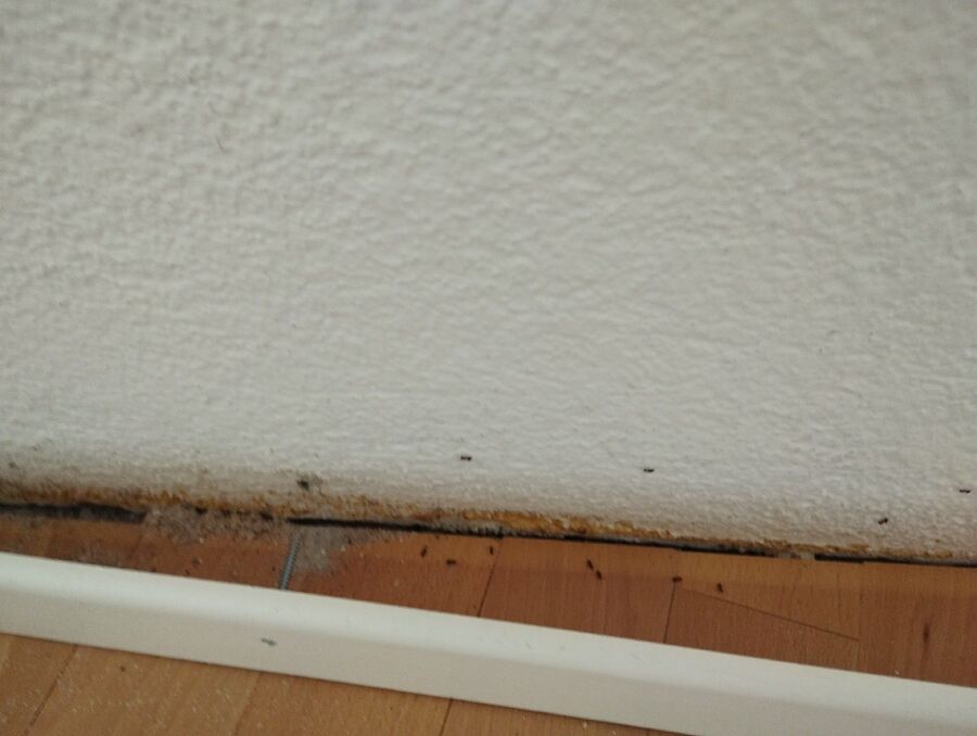 Kammerjäger-Sils im Domleschg-Einsatzvorbereitung.jpeg