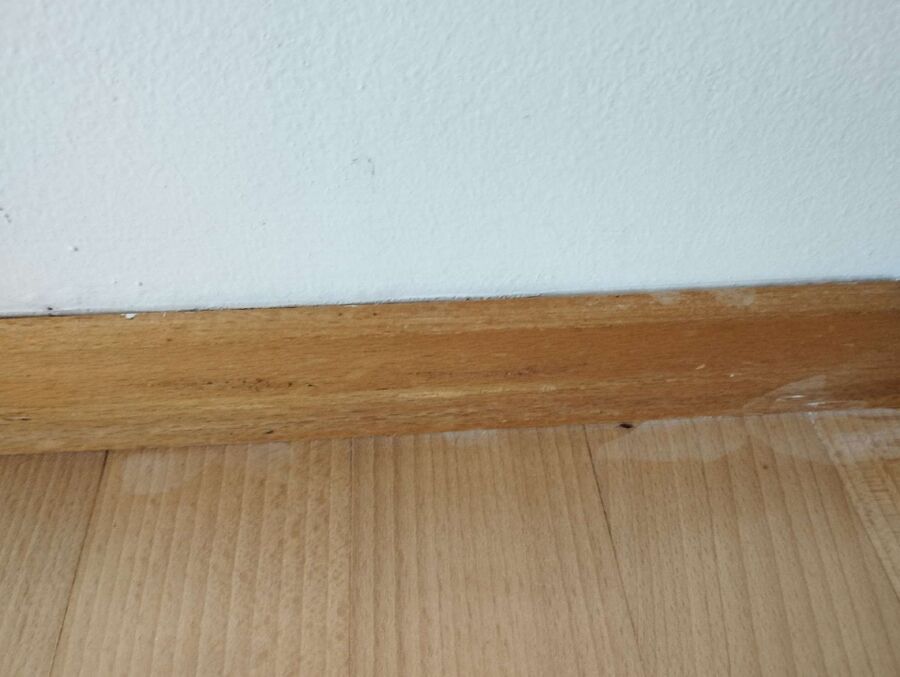 Kammerjäger-Balm bei Günsberg-Einsatzvorbereitung.jpeg