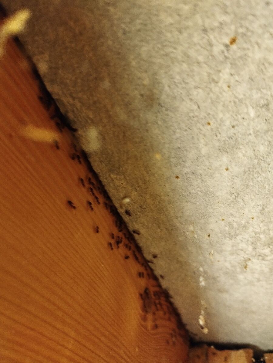 Kammerjäger-Birmenstorf (AG)-Einsatzvorbereitung.jpeg