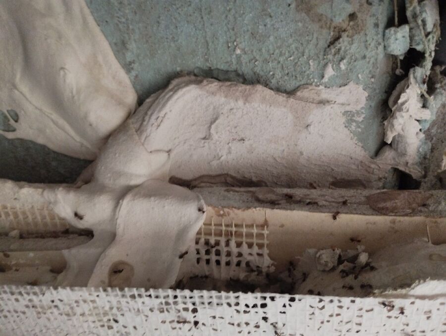 Kammerjäger-Bremgarten (AG)-Einsatzvorbereitung.jpeg