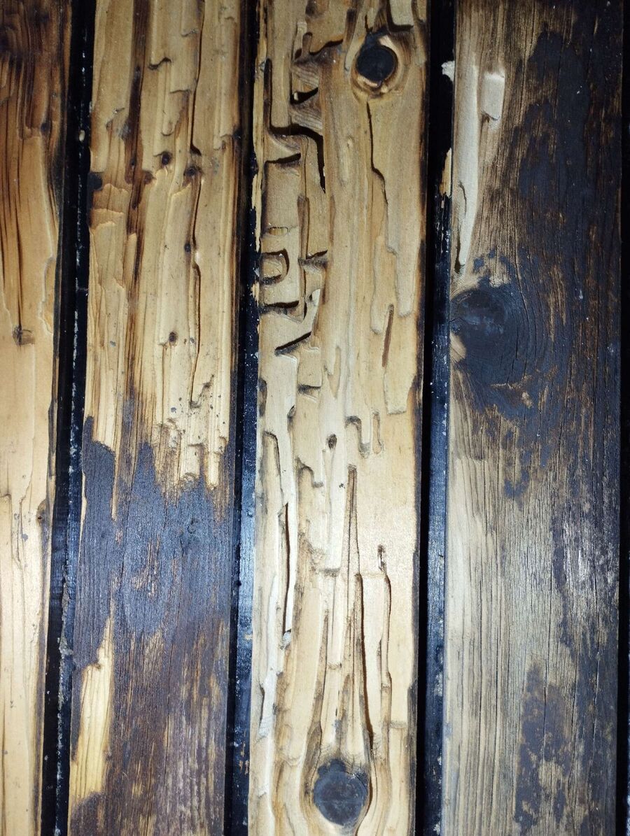 Kammerjäger-Erlinsbach (AG)-Einsatzvorbereitung.jpeg