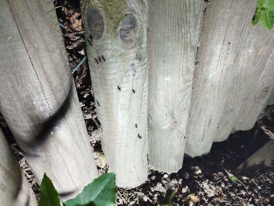 Kammerjäger-Muri (AG)-Einsatzvorbereitung.jpeg