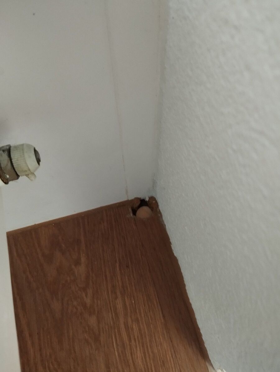 Kammerjäger-Stein (AG)-Einsatzvorbereitung.jpeg