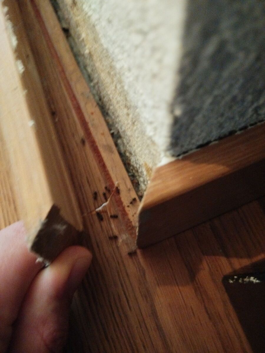 Kammerjäger-Stetten (AG)-Einsatzvorbereitung.jpeg