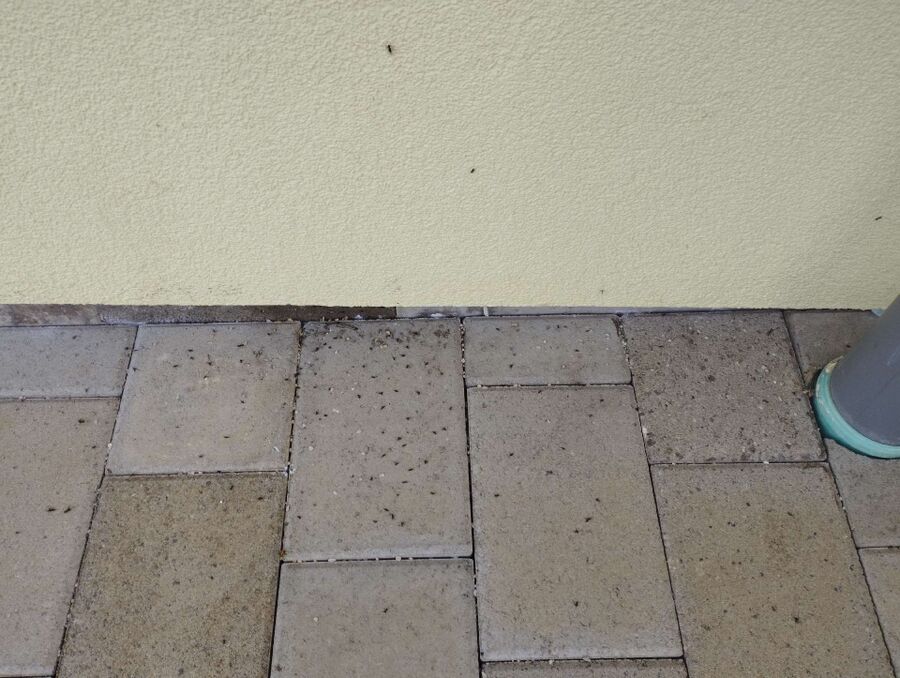 Kammerjäger-Wohlen (AG)-Einsatzvorbereitung.jpeg