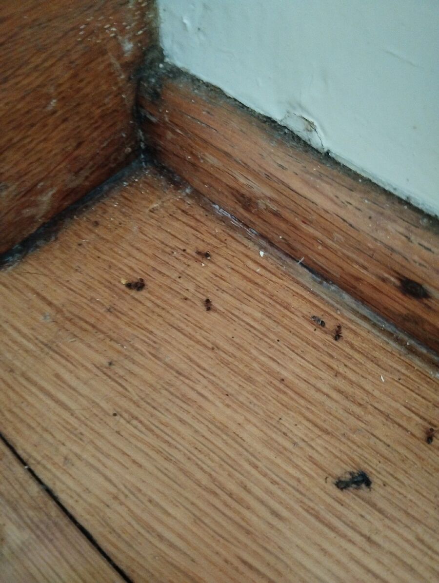 Kammerjäger-Berg (TG)-Einsatzvorbereitung.jpeg