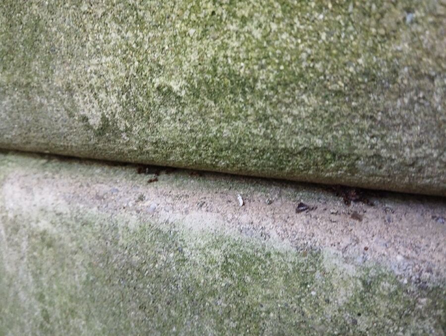 Kammerjäger-Hasle bei Burgdorf-Einsatzvorbereitung.jpeg