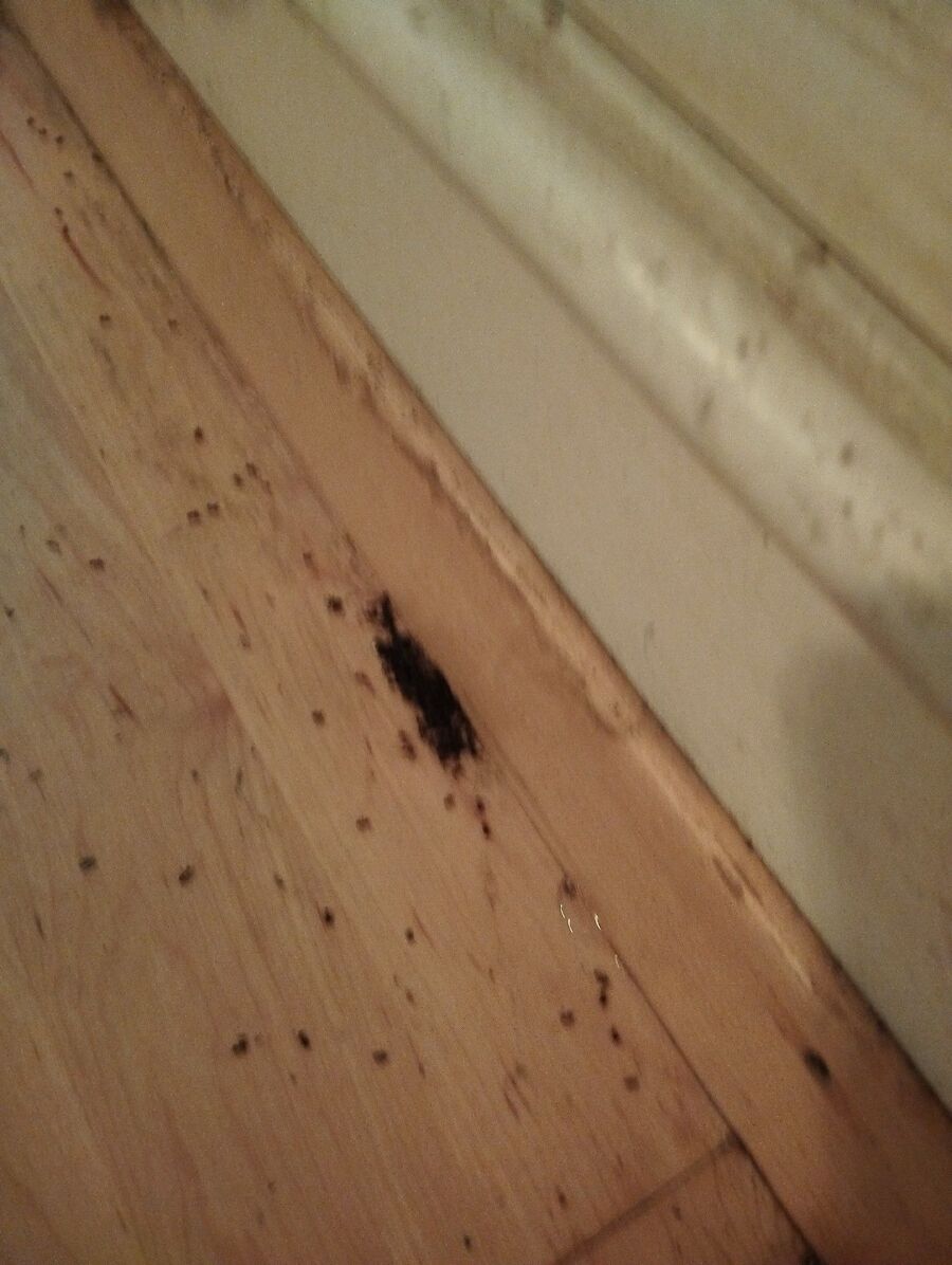 Kammerjäger-Roggwil (TG)-Einsatzvorbereitung.jpeg