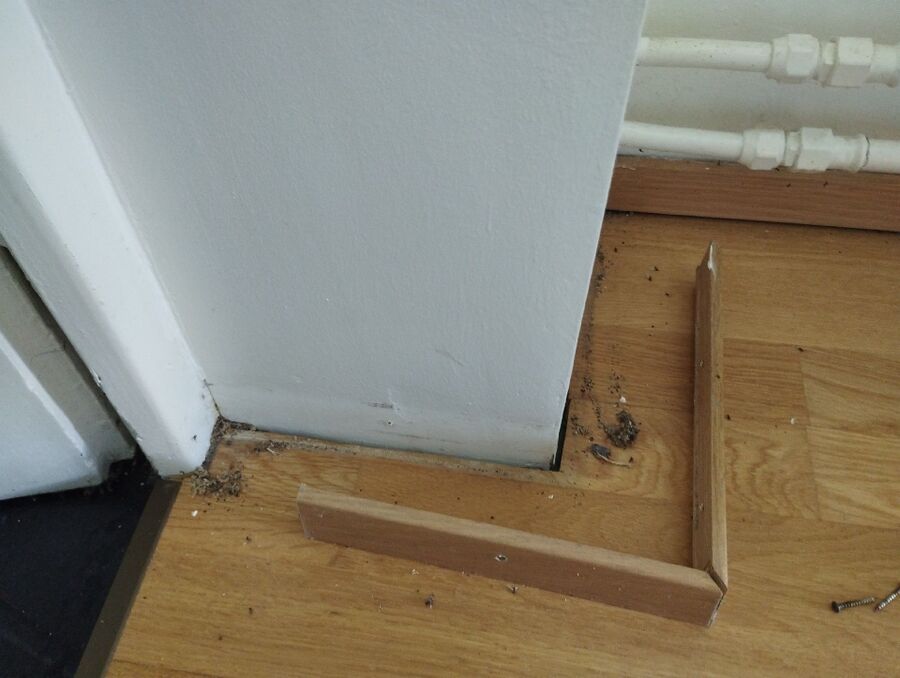 Kammerjäger-Schlatt (TG)-Einsatzvorbereitung.jpeg