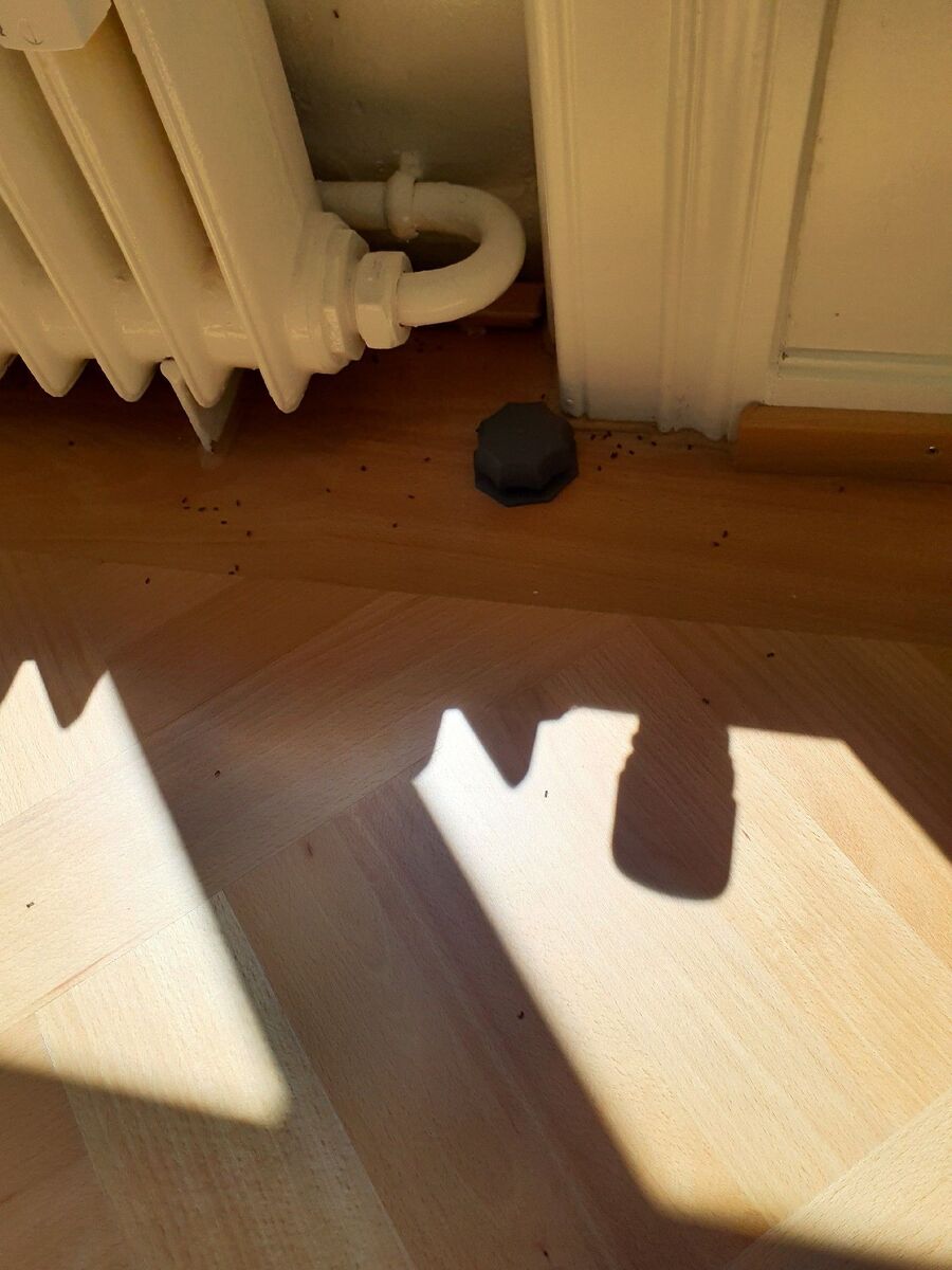 Kammerjäger-Kirchberg (BE)-Einsatzvorbereitung.jpeg