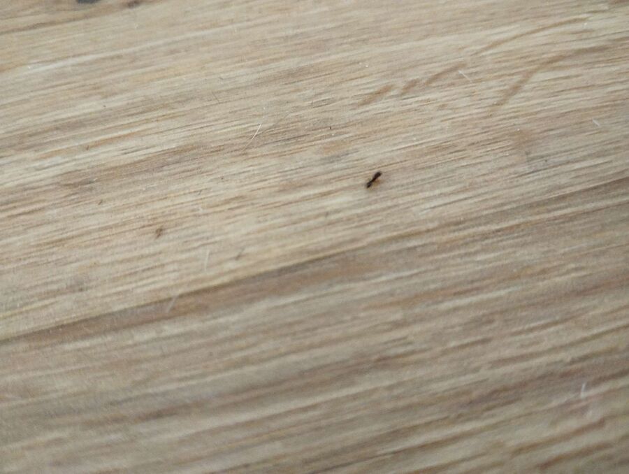 Kammerjäger-La Ferrière-Einsatzvorbereitung.jpeg