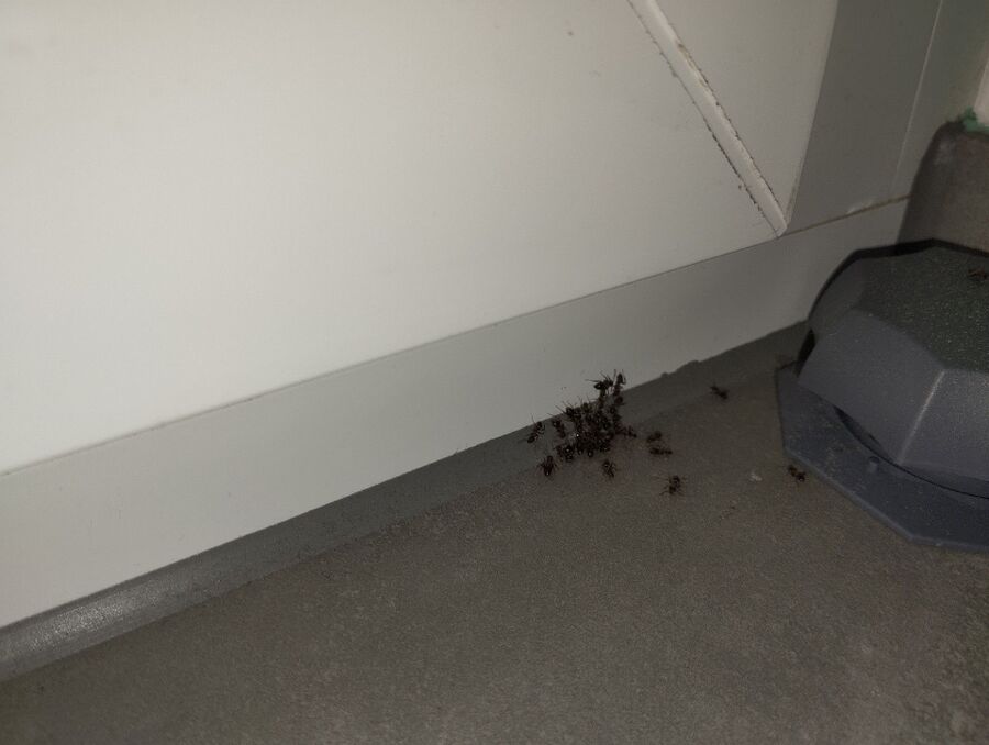 Kammerjäger-Wilen (TG)-Einsatzvorbereitung.jpeg