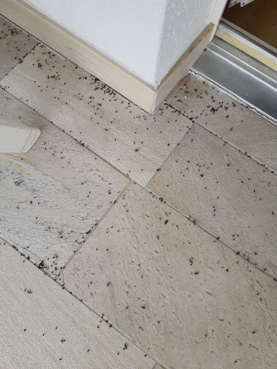 Kammerjäger-Neuhausen am Rheinfall-Einsatzvorbereitung.jpeg