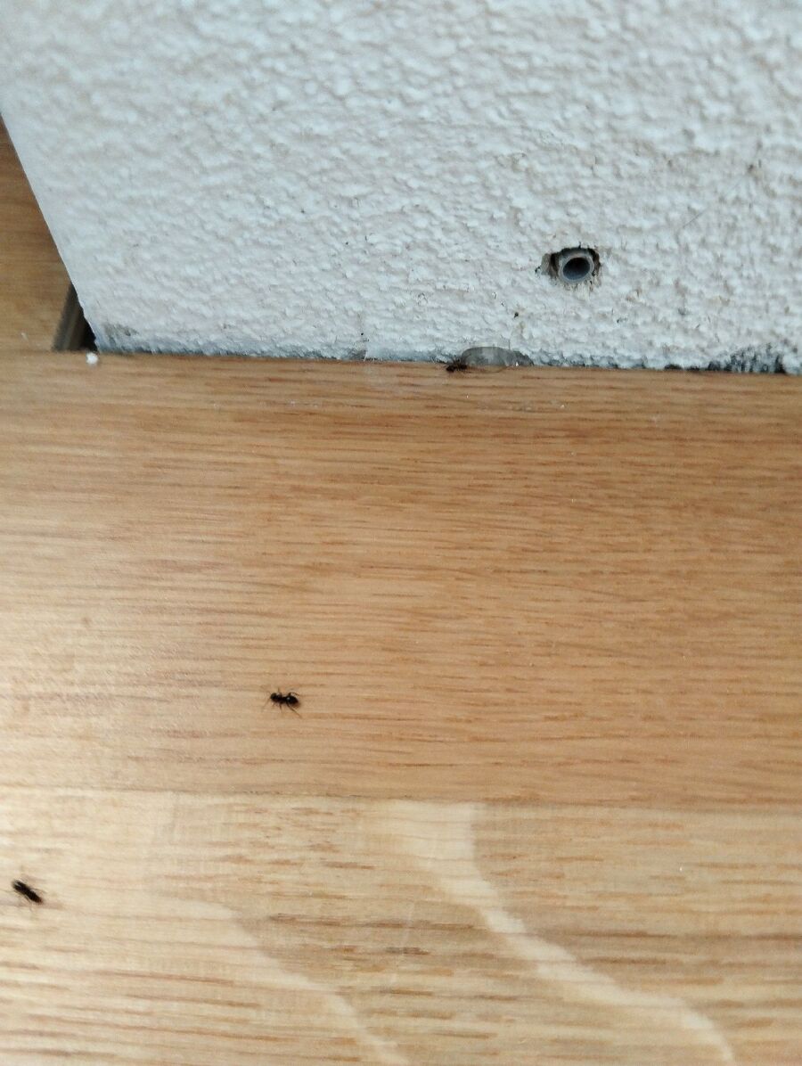 Kammerjäger-Rüti bei Lyssach-Einsatzvorbereitung.jpeg