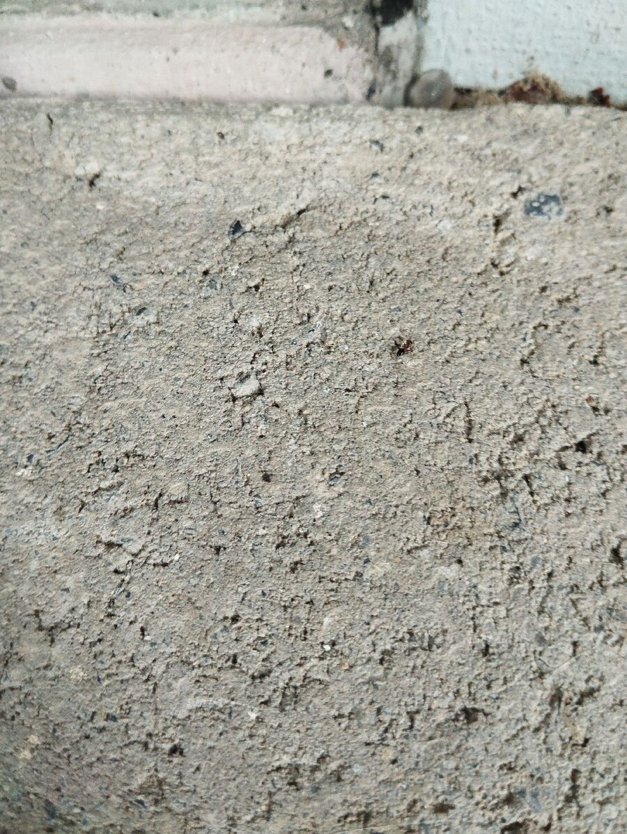 Kammerjäger-Stetten (SH)-Einsatzvorbereitung.jpeg