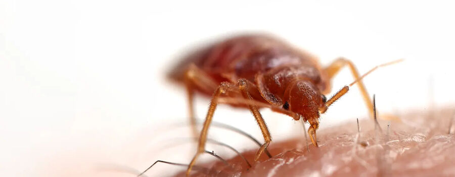 Kammerjäger für Bettwanze