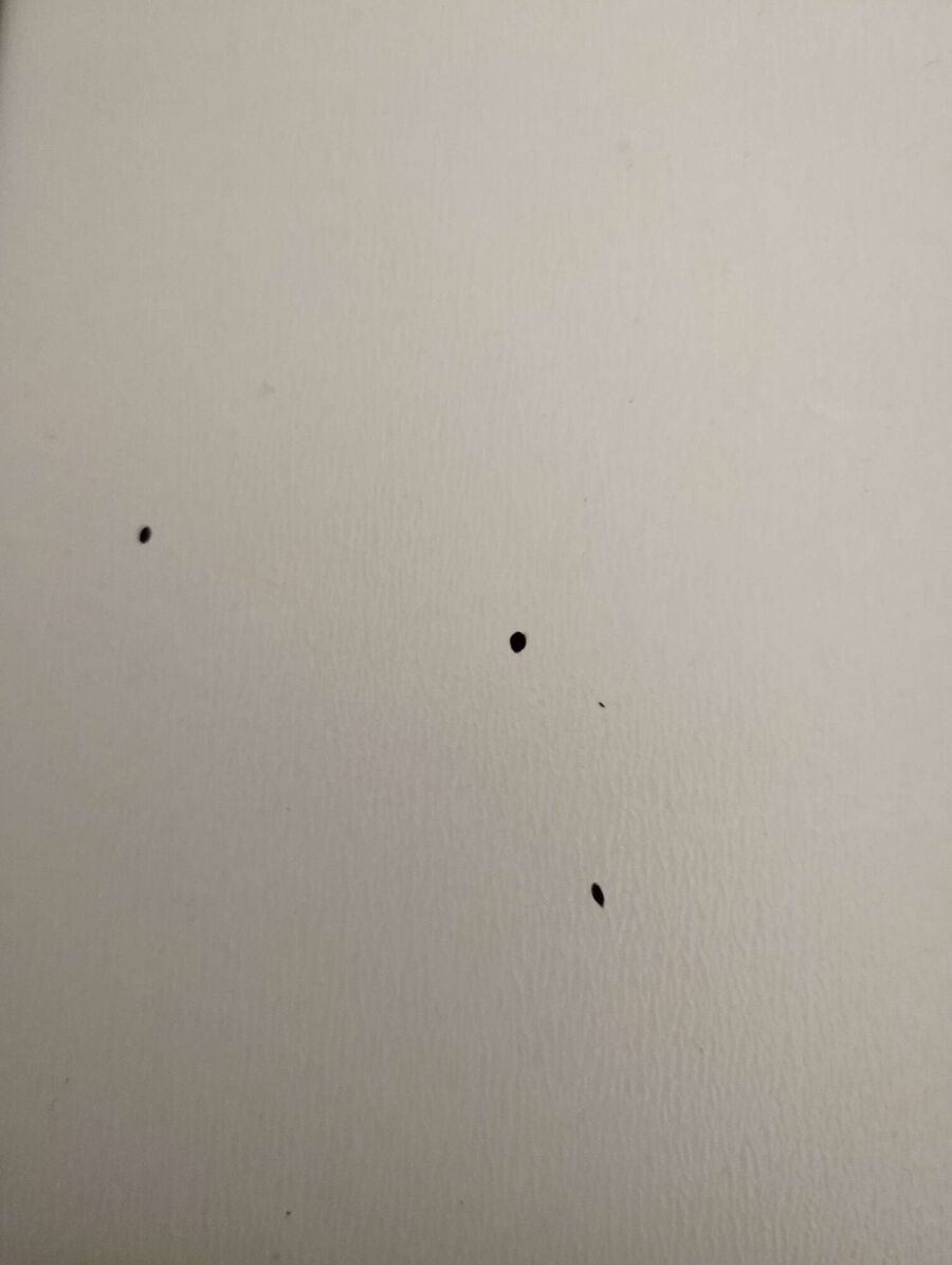 Kammerjäger-in-Andwil (SG)-Inspektion.jpeg