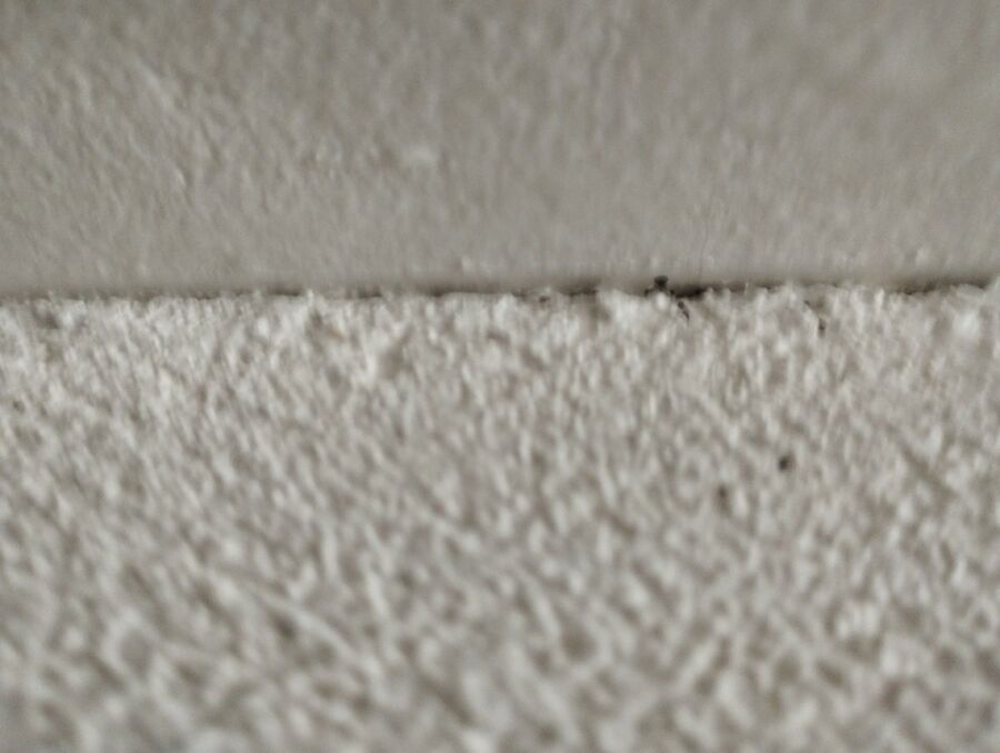 Kammerjäger-in-Arni (AG)-Inspektion.jpeg