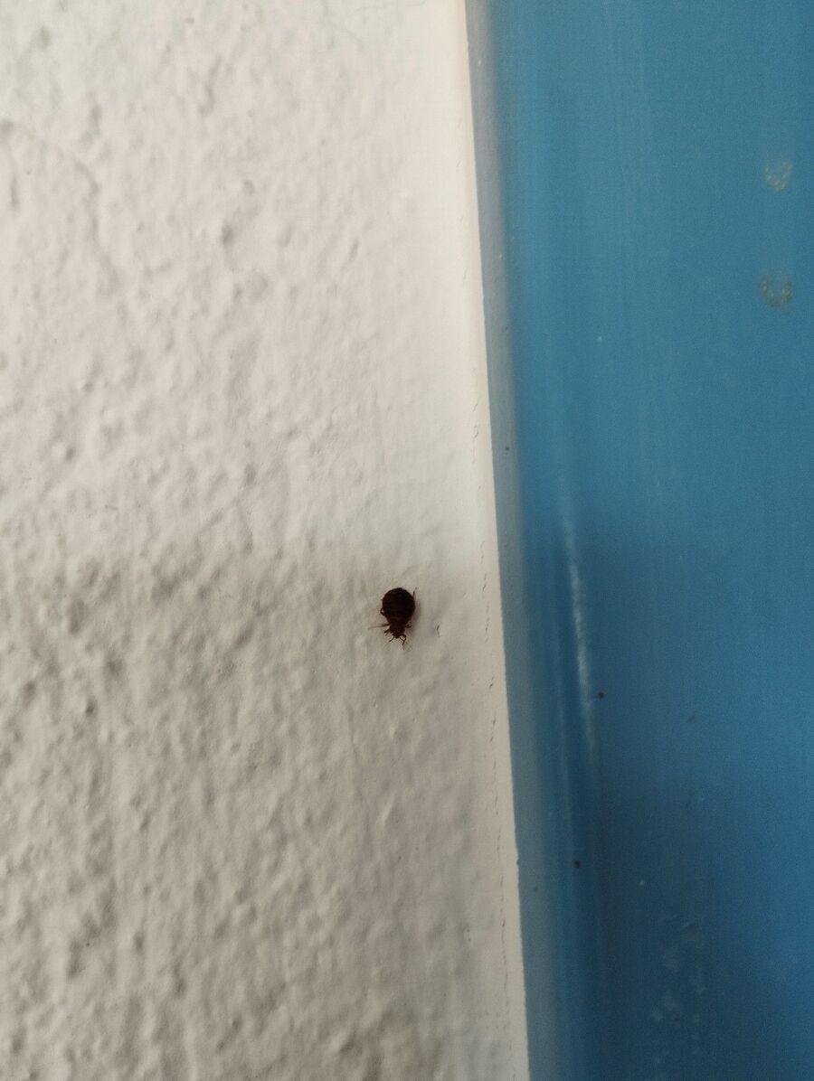 Kammerjäger-in-Altdorf (UR)-Inspektion.jpeg