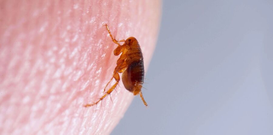 Kammerjäger für Flöhe