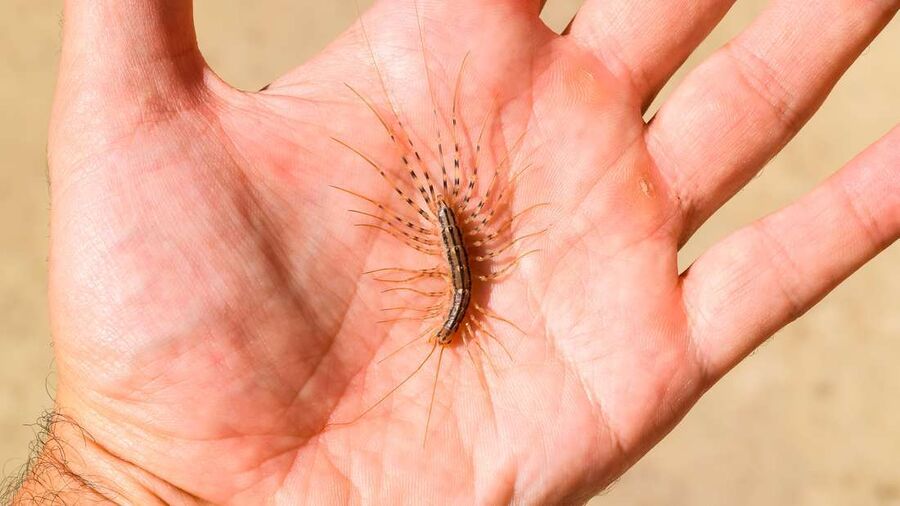 Kammerjäger für Hundertfuesser