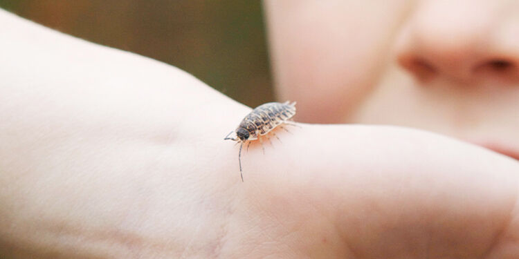 Kammerjäger für Kellerasseln