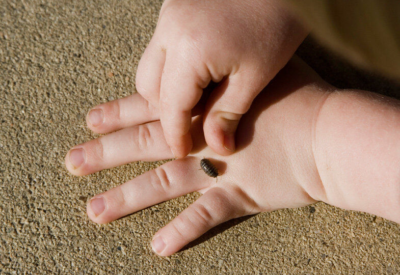 Kammerjäger für Kellerasseln