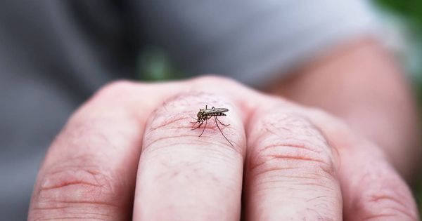 Kammerjäger für Mücken