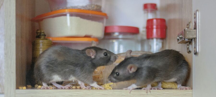 Kammerjäger für Mäuse