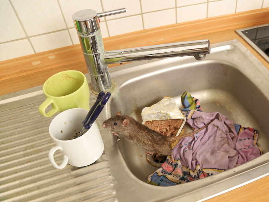 Kammerjäger für Ratten