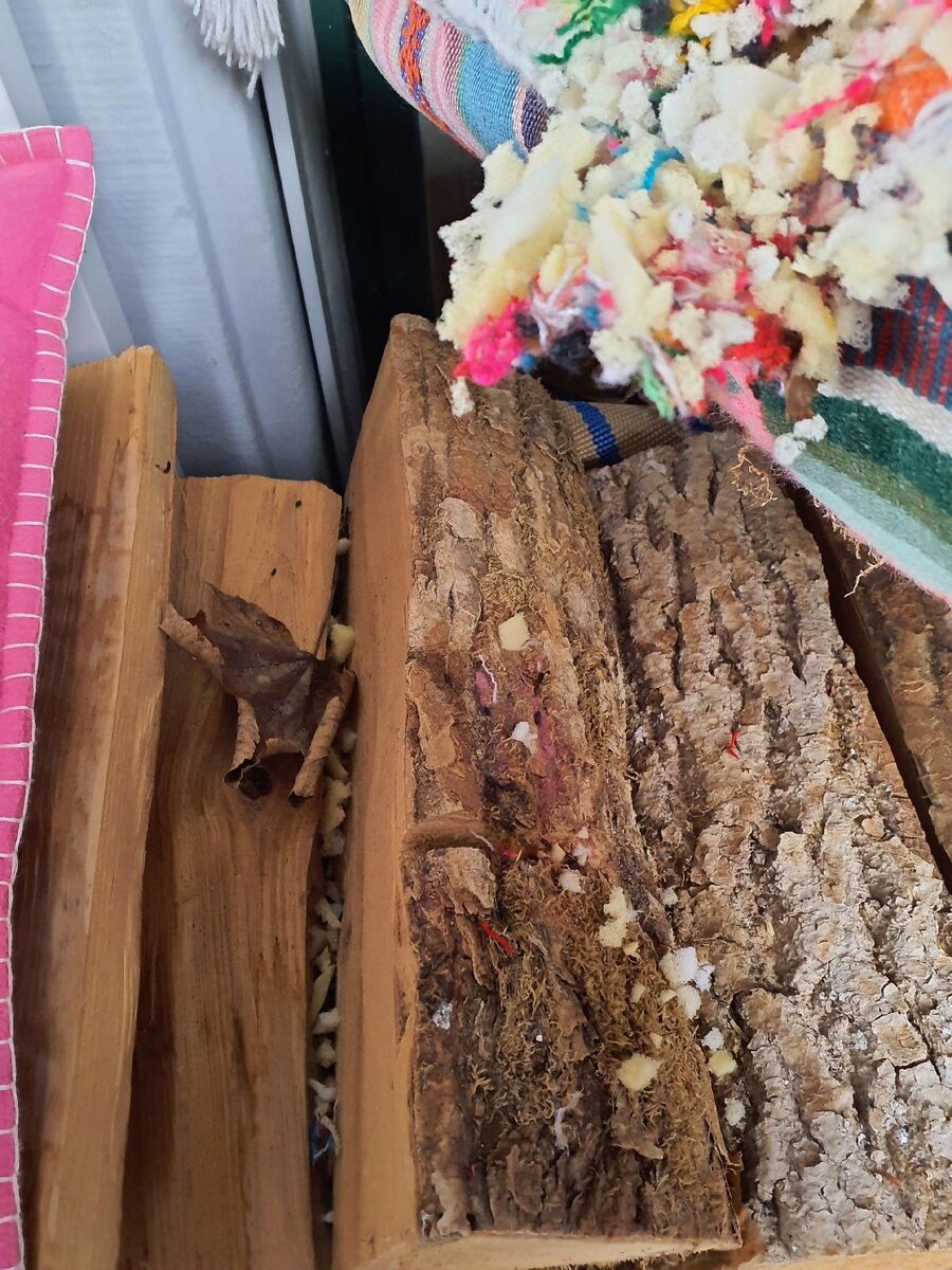 Kammerjaeger-St. Gallen-Beratung.jpg