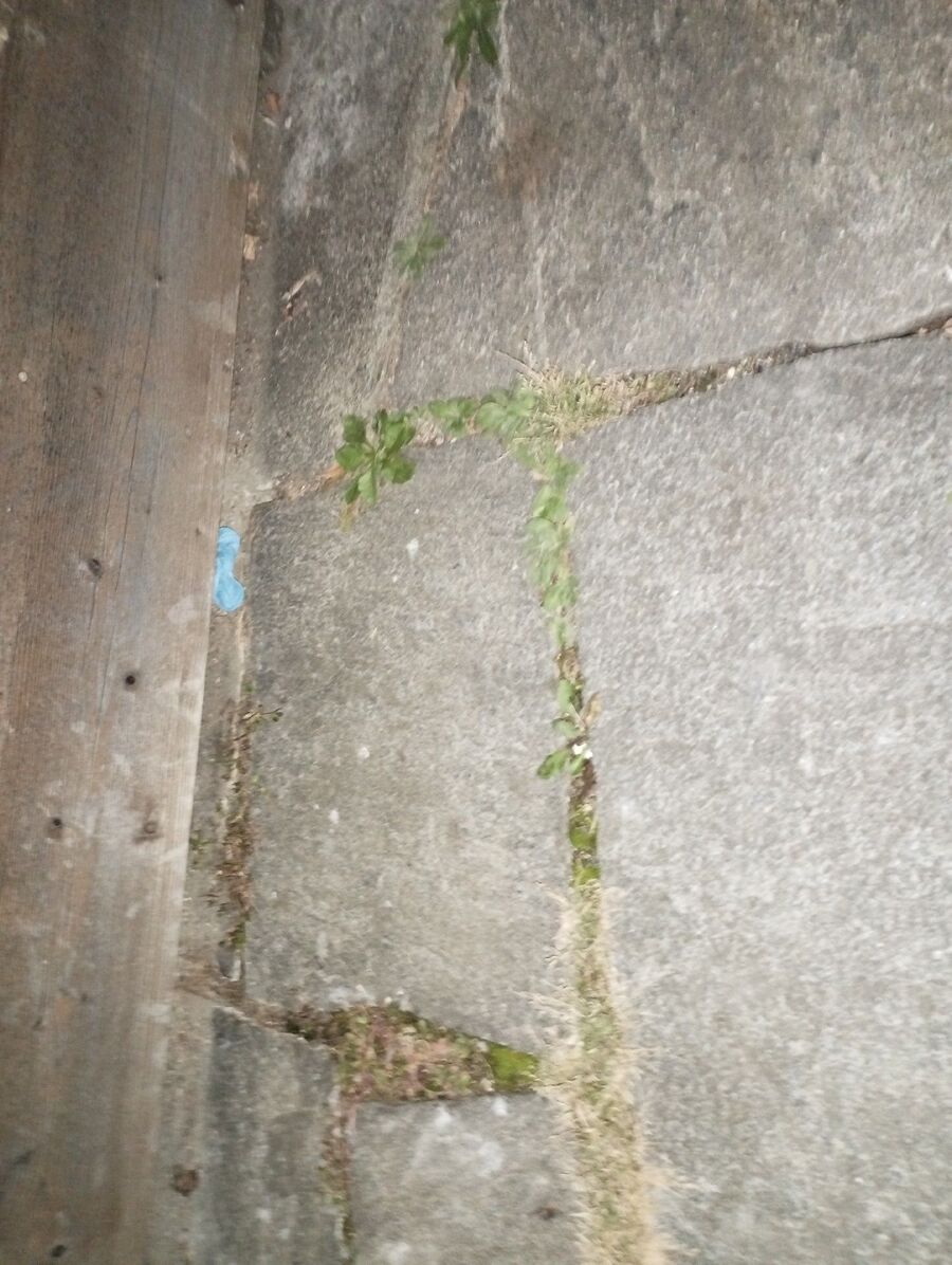 Kammerjaeger-Roveredo (GR)-Beratung.jpg