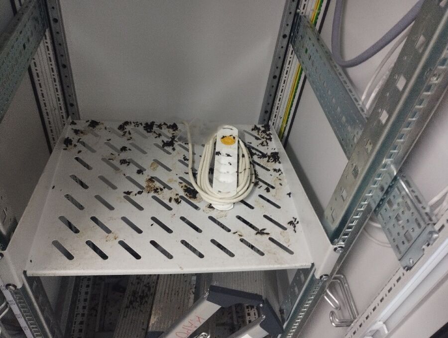 Kammerjaeger-Holderbank (SO)-Beratung.jpg