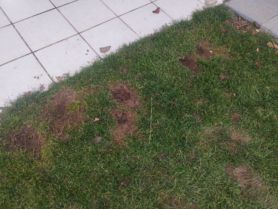 Ratten_bekaempfung_ratten_vertreiben (585).jpeg