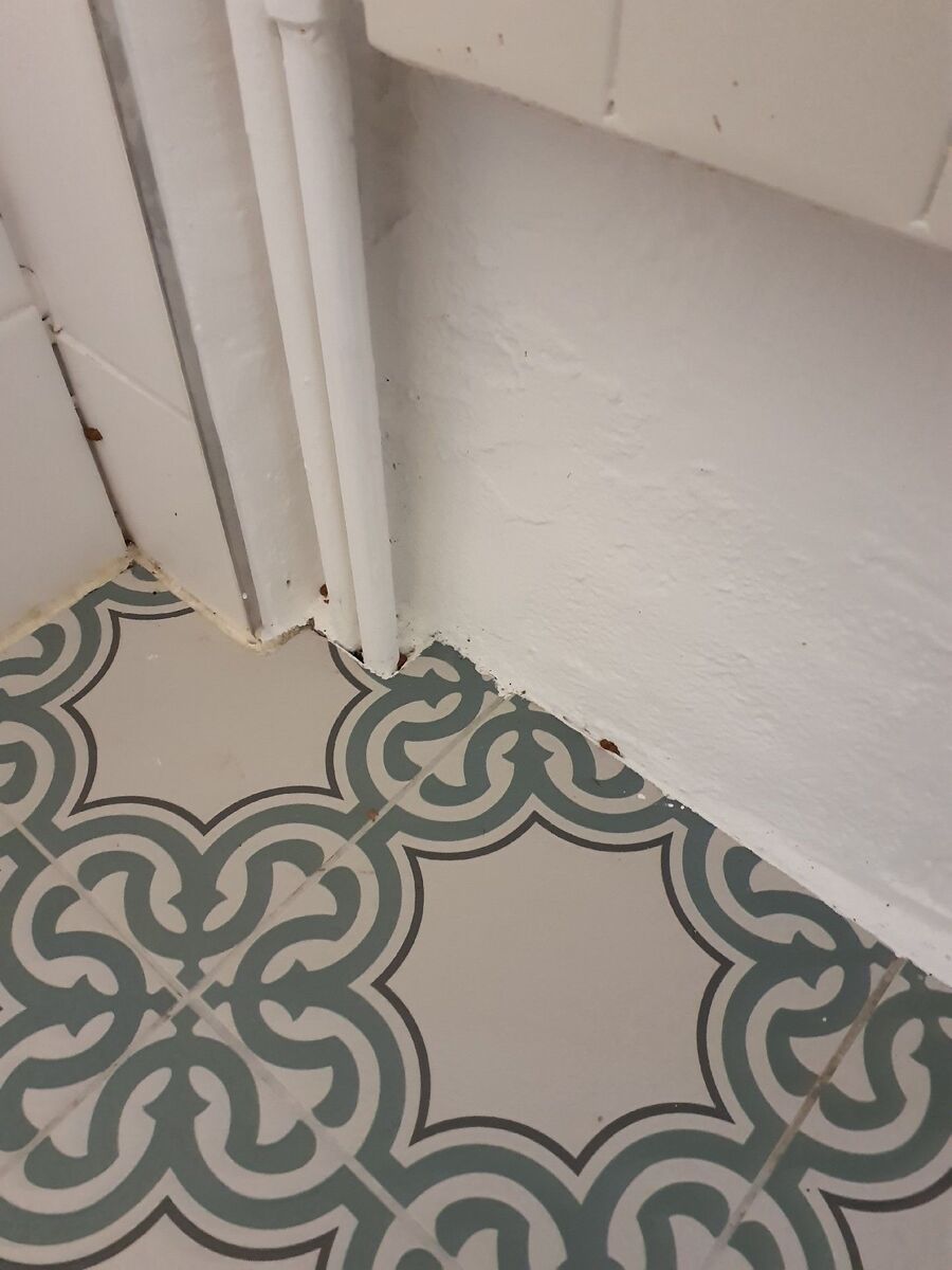 Kammerjaeger-Schlatt (TG)-Beratung.jpg