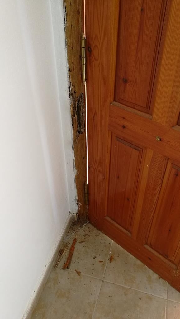 Kammerjäger für Termiten