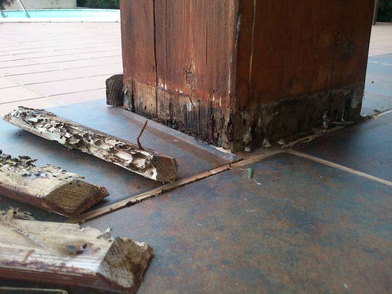 Kammerjäger für Termiten