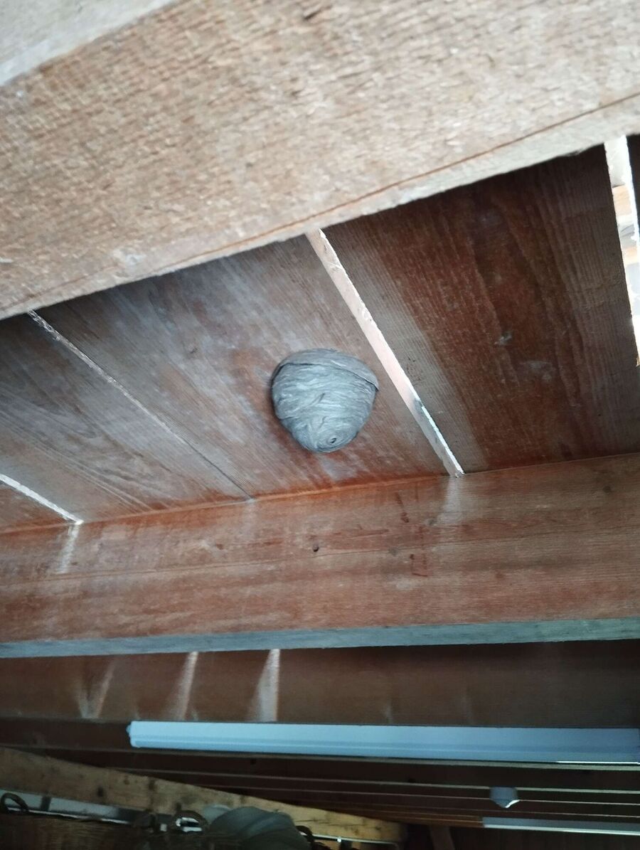 Kammerjaeger-in-Hasle bei Burgdorf.jpg