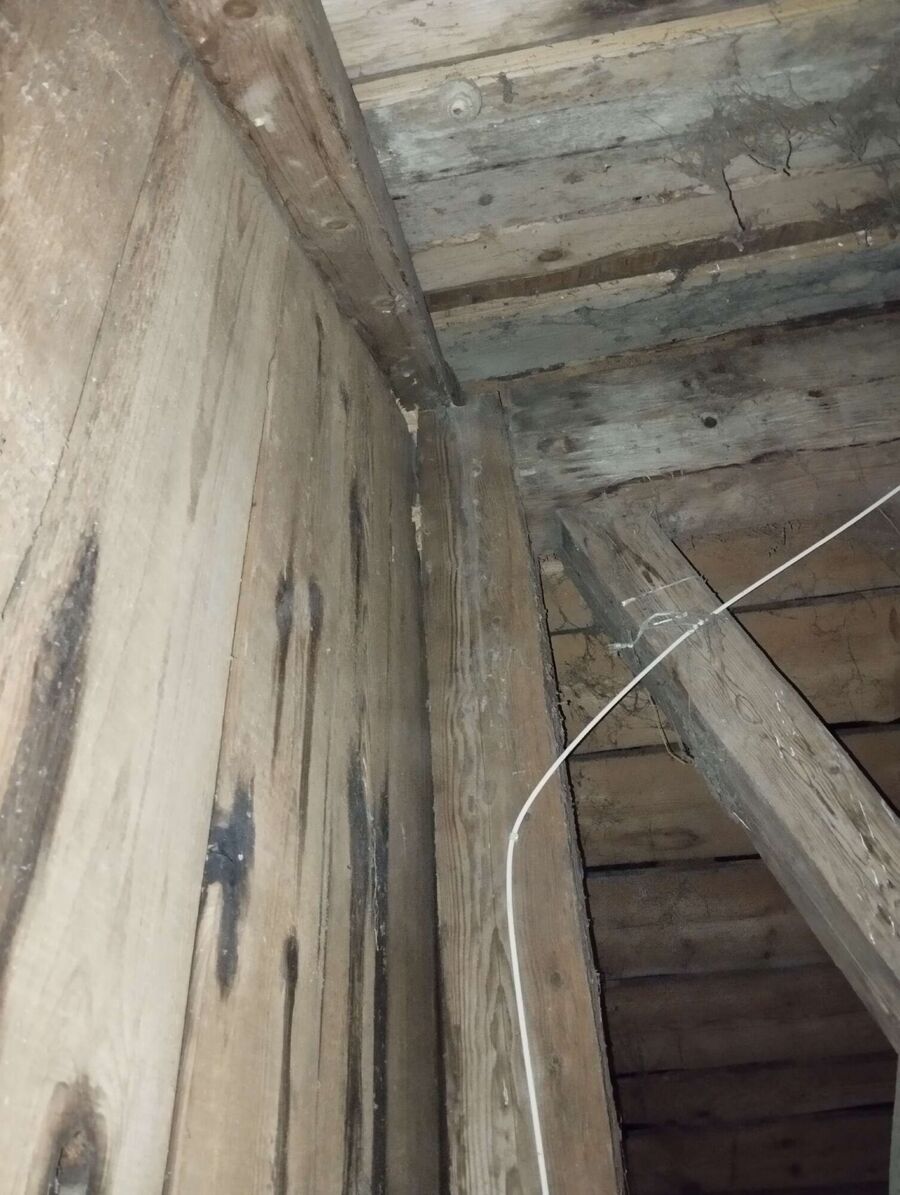 Kammerjaeger-in-Hofstetten bei Brienz.jpg