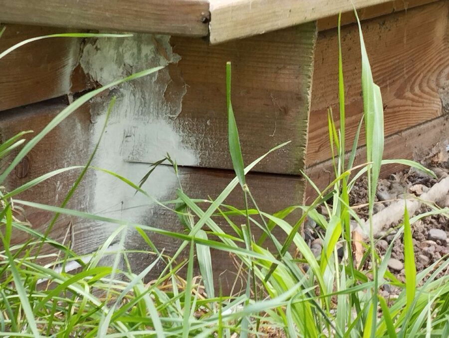 Kammerjaeger-in-Kirchberg (BE).jpg