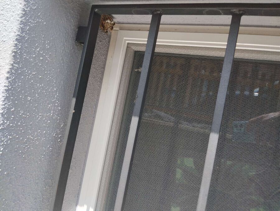 Kammerjaeger-in-Lengnau (BE).jpg