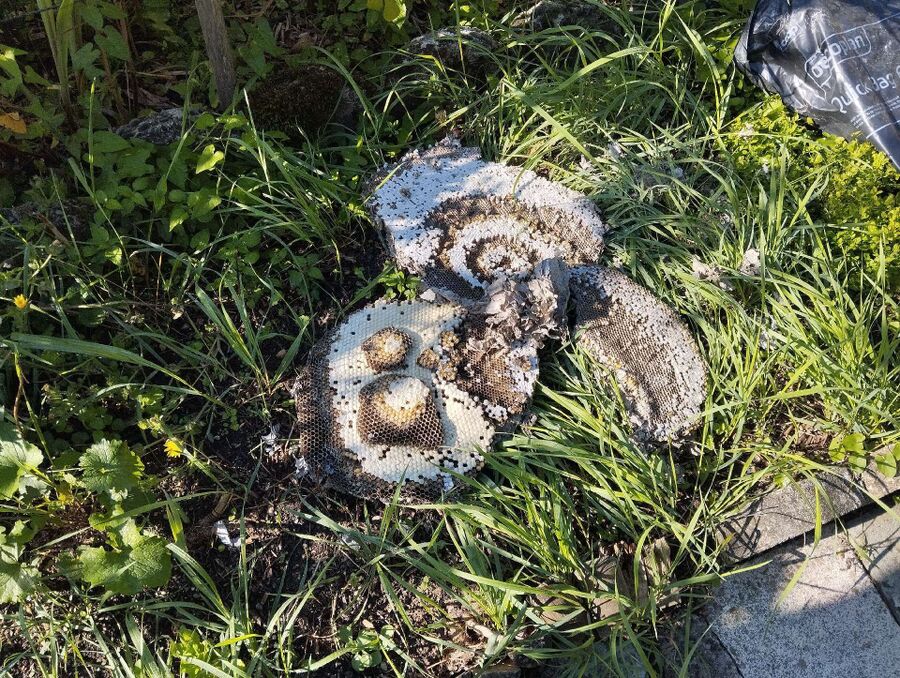 Kammerjaeger-in-Niederried bei Interlaken.jpg