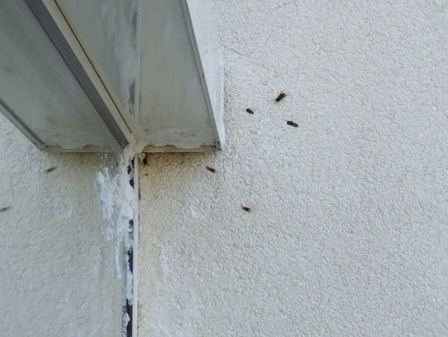 Kammerjaeger-in-Oberhofen am Thunersee.jpg